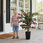 Aveyas 3ft Artificial Bougainvillea Tree with Flowers, 3 ft Faux Floor Plant Fake Silk Blooming Trees with Pot for Indoor Outdoor Home Decor,House Living Room Office (3 Feet Tall Including Raised Pot)