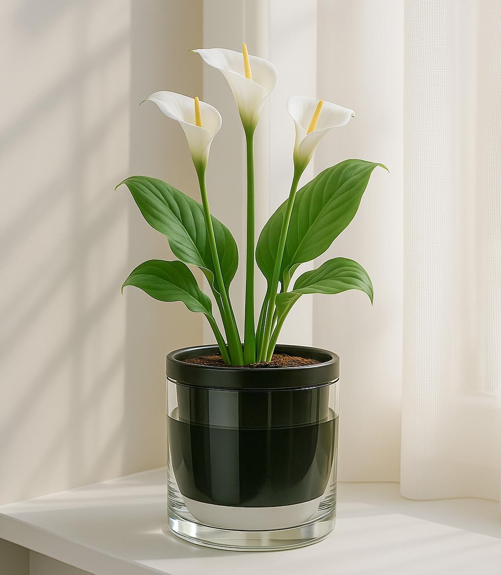 D'vine Dev Self-Watering Black Terracotta Planter Pot, 6 in, 37-X-B-3