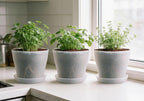 6 Pack 8 Inch Clear Nursery Plant Pots with Large Drainage Holes &Saucer