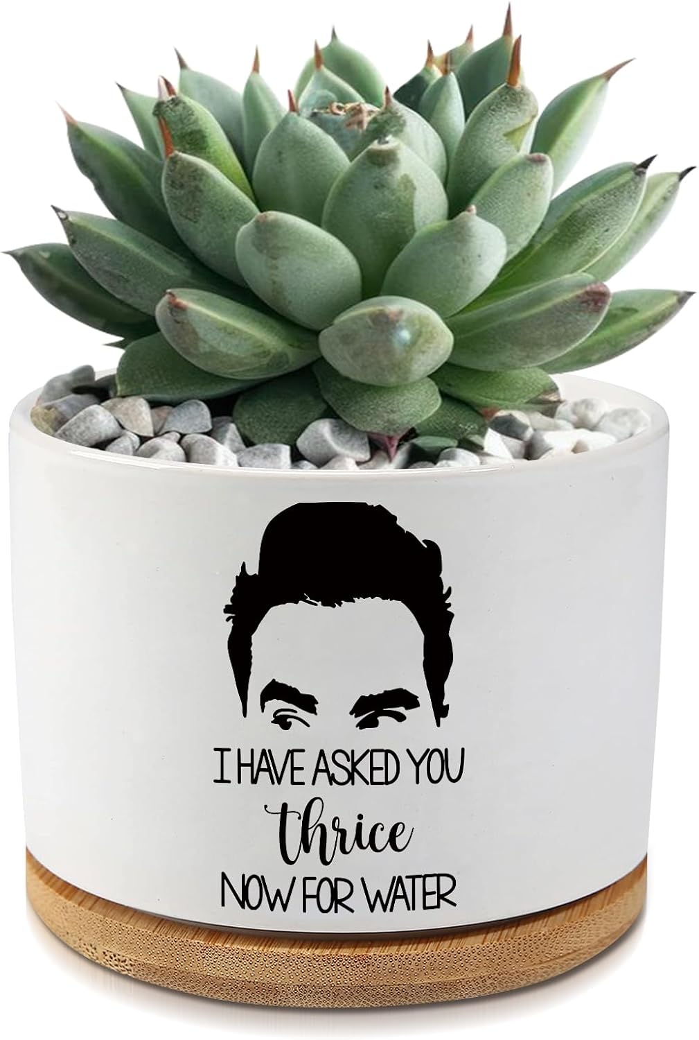 I Have Asked You Thrice Now for Water Ceramic Succulent Planter Pot with Drainage,Funny Plants Pots Gifts,for Women Mom Plant Lovers Gifts,3.5 inch(Plant Not Included)