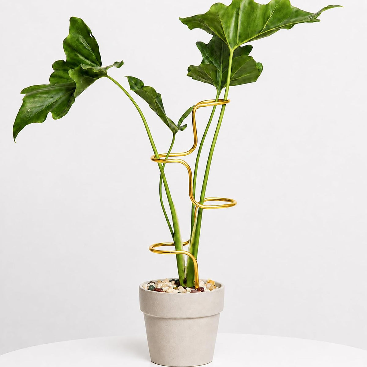 3PCS Indoor Plant Support Stakes - Sturdy Metal Trellis for Houseplants