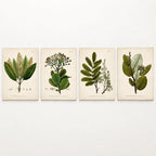 Vintage Botanical Wall Art, Set of 4 Unframed 8x10 Fern Prints