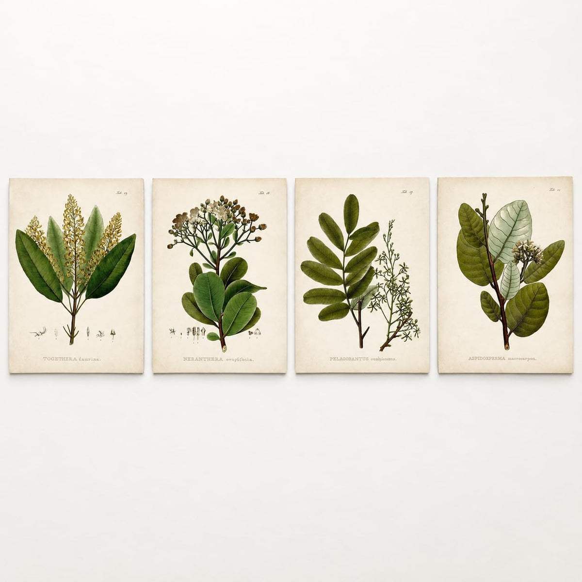 Vintage Botanical Wall Art, Set of 4 Unframed 8x10 Fern Prints