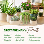 Organic Succulent Fertilizer, 2oz Makes 12 Gallons, Liquid Kelp Plant Food