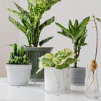 15 Pack Assorted Sizes 6 8 10 Inch Clear Thick Plastic Heavy Duty Sturdy Plant Saucer Drip Trays for pots, 5 Pieces of Each Size (Assorted Sizes 6'', 8'', 10'')