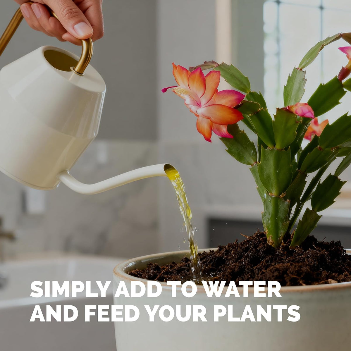 Christmas Cactus Fertilizer - Liquid Plant Food for More Blooms, 8 oz