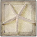 Trademark Fine Art Canvas Wall Art - Lightboxjournal 'Starfish' Wall Art for Living Room, Bedroom, or Office Décor