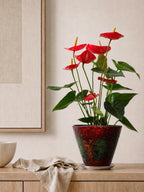 Ceramic Planter with Saucer, 10" x 7.5" Outer Rim, Red and Green