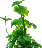 MyGift Set of 3 Small Assorted Artificial Plants in Clear Glass Pot