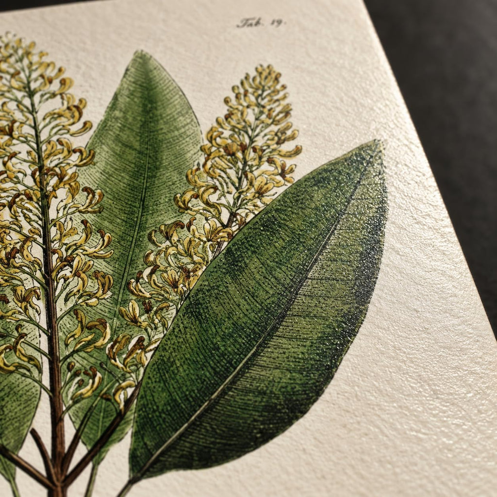 Vintage Botanical Wall Art, Set of 4 Unframed 8x10 Fern Prints