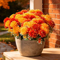 Artificial Fall Flowers Mums Plants for Outdoor, UV Resistant Faux Marigold