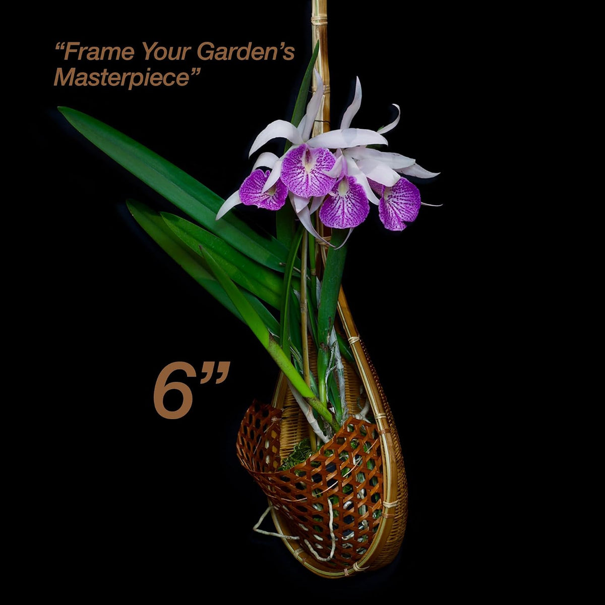 Handmade 100% Thai Bamboo Super Sanctuary Hanging Orchid Basket - 6 Inch Set of 2