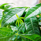 Perfect Plants Money Tree Fertilizer, 8 oz, Liquid Indoor Plant Food
