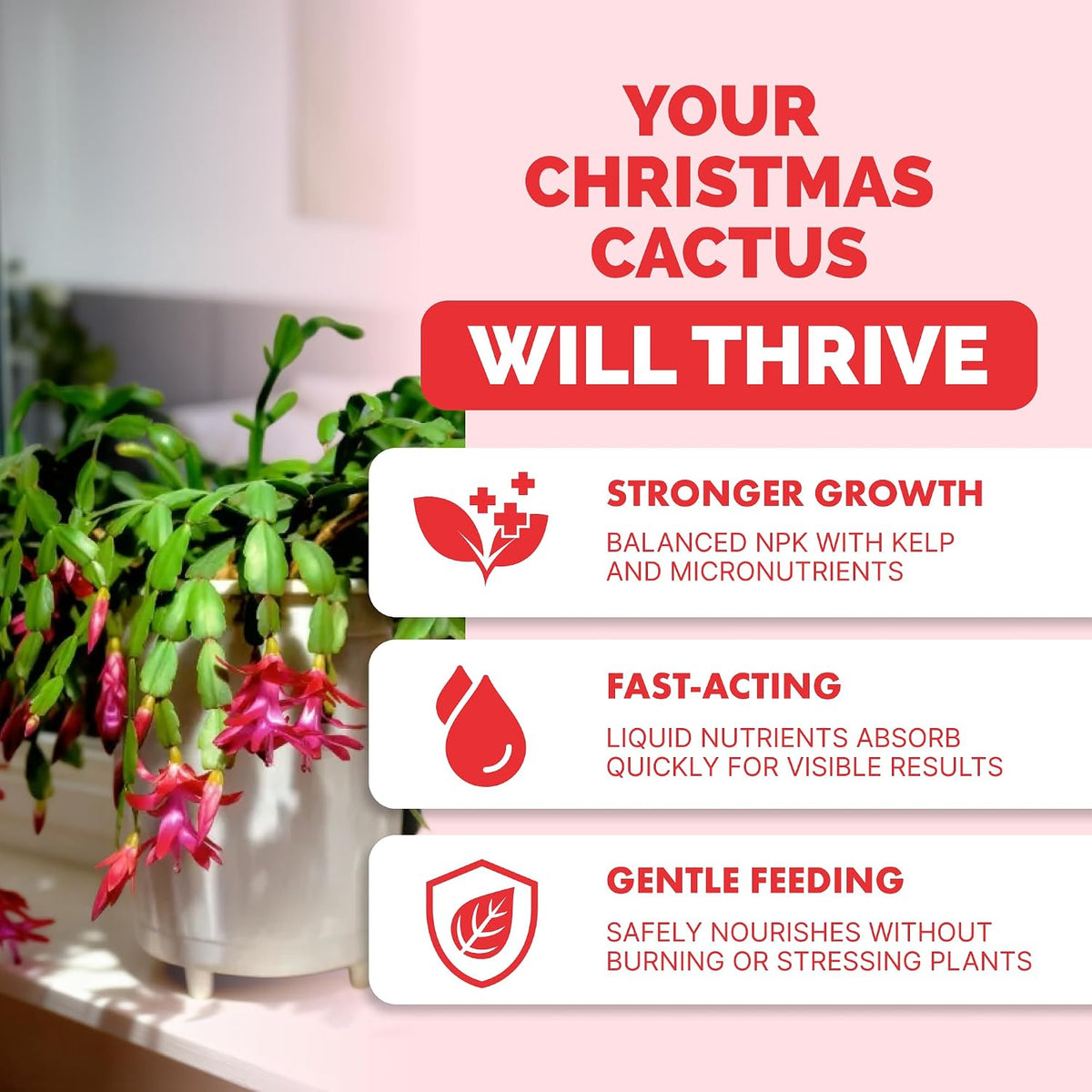 Christmas Cactus Fertilizer - Liquid Plant Food for More Blooms, 8 oz