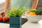 D'vine Dev 4-Pack Plastic Herb Planter Pots, 4 in, Green, 76-Y-C-1