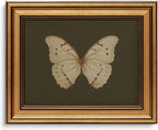 Vintage Butterfly Wall Art Gold Framed Canvas Print 8x10 inch