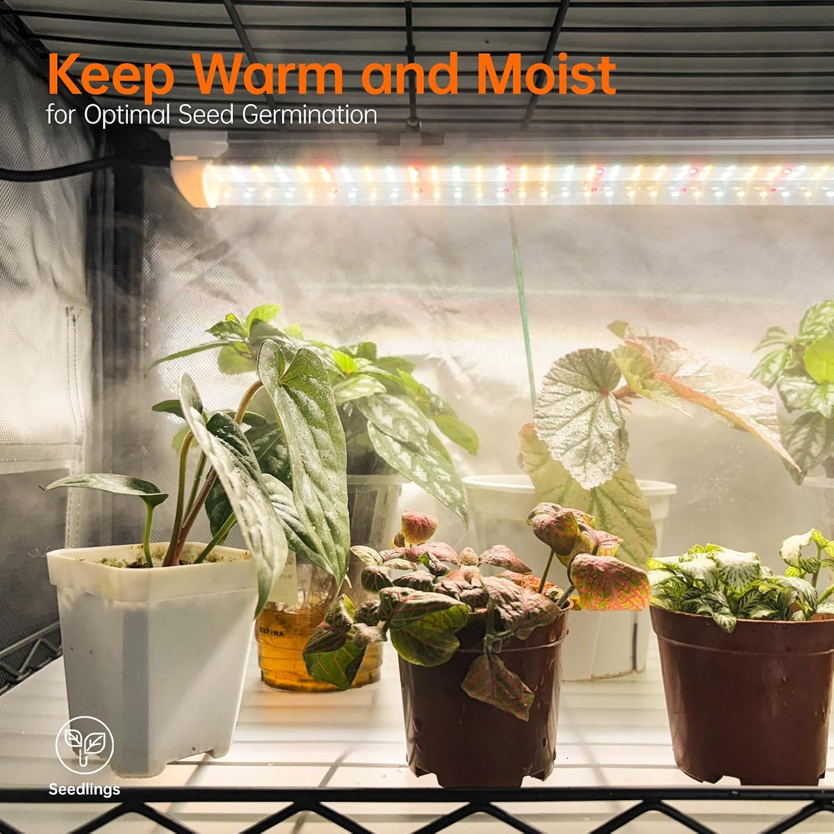 Bstrip Indoor Greenhouse with Grow Light, Oxford Fabric Grow Tent
