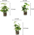 MyGift Set of 3 Small Assorted Artificial Plants in Clear Glass Pot