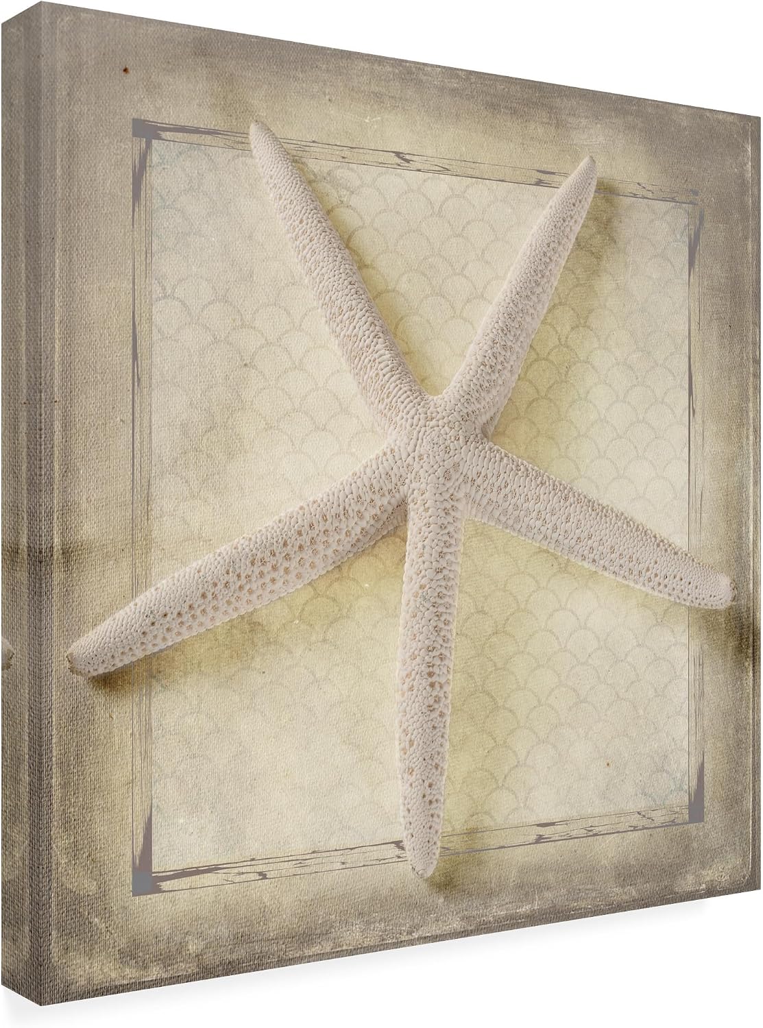 Trademark Fine Art Canvas Wall Art - Lightboxjournal 'Starfish' Wall Art for Living Room, Bedroom, or Office Décor
