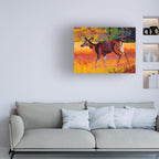 Wrapped Canvas Wall Art - Marion Rose 'Collie' Wall Art for Living Room, Bedroom, or Office Décor - 18x24