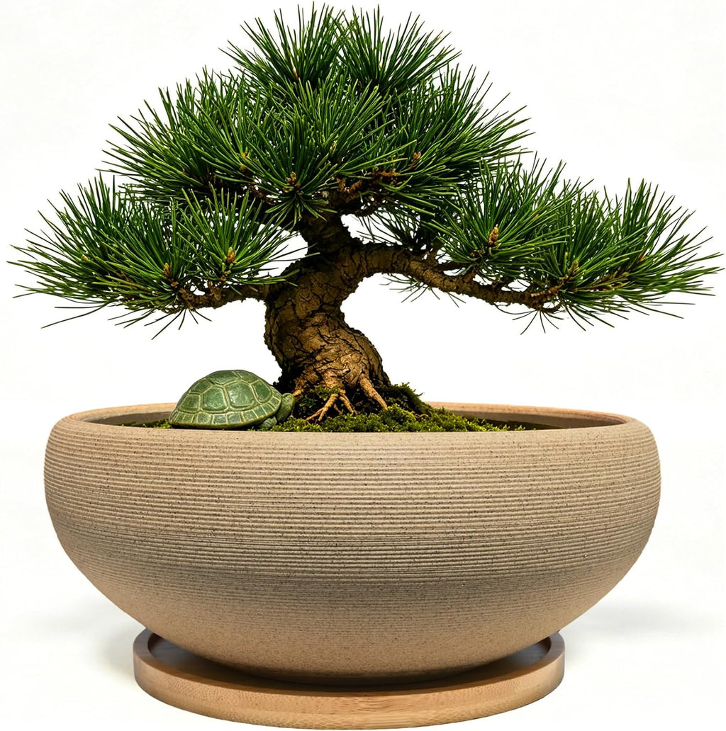MUZHI 8 inch Round Unglazed Ceramic Bonsai Pot with Bamboo Tray, Shallow Plain Pottery Succulent Planter with Drainage Hole (8”)