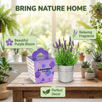 Lavender Grow Kit, All-in-One Indoor Flower Garden Starter Kit with Conical Metal Planter, Complete Growing Set for Gardening Enthusiasts, Windowsill Home Gardening