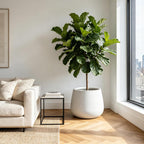 Kante Modern Home Minimalist 18.1" Dia Snow White Concrete Curved Planter