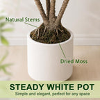 Artificial Dracaena Marginata Tree 5FT Faux Dragon Plant with Roots 60inch