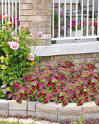 6pc UV Resistant Artificial Outdoor Plants, Faux Coleus Plants.
