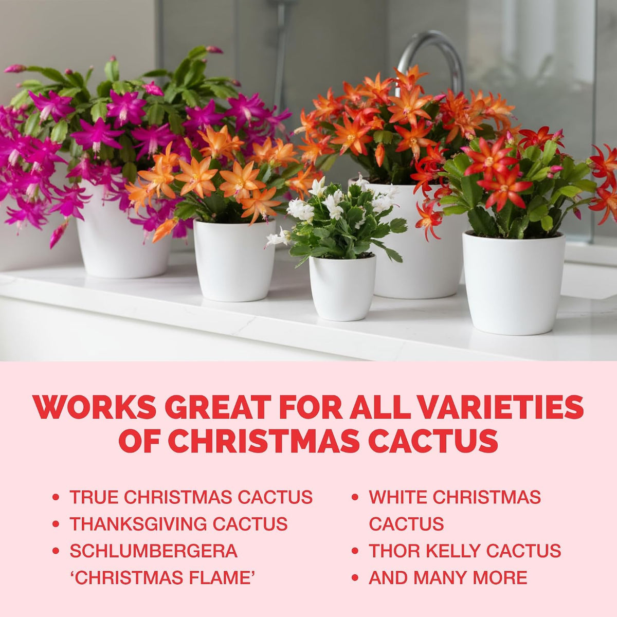 Christmas Cactus Fertilizer - Liquid Plant Food for More Blooms, 8 oz