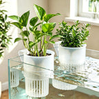 Aquarium Plant Holder, 3 Pack Clear Hanging Hydroponic Plant Basket