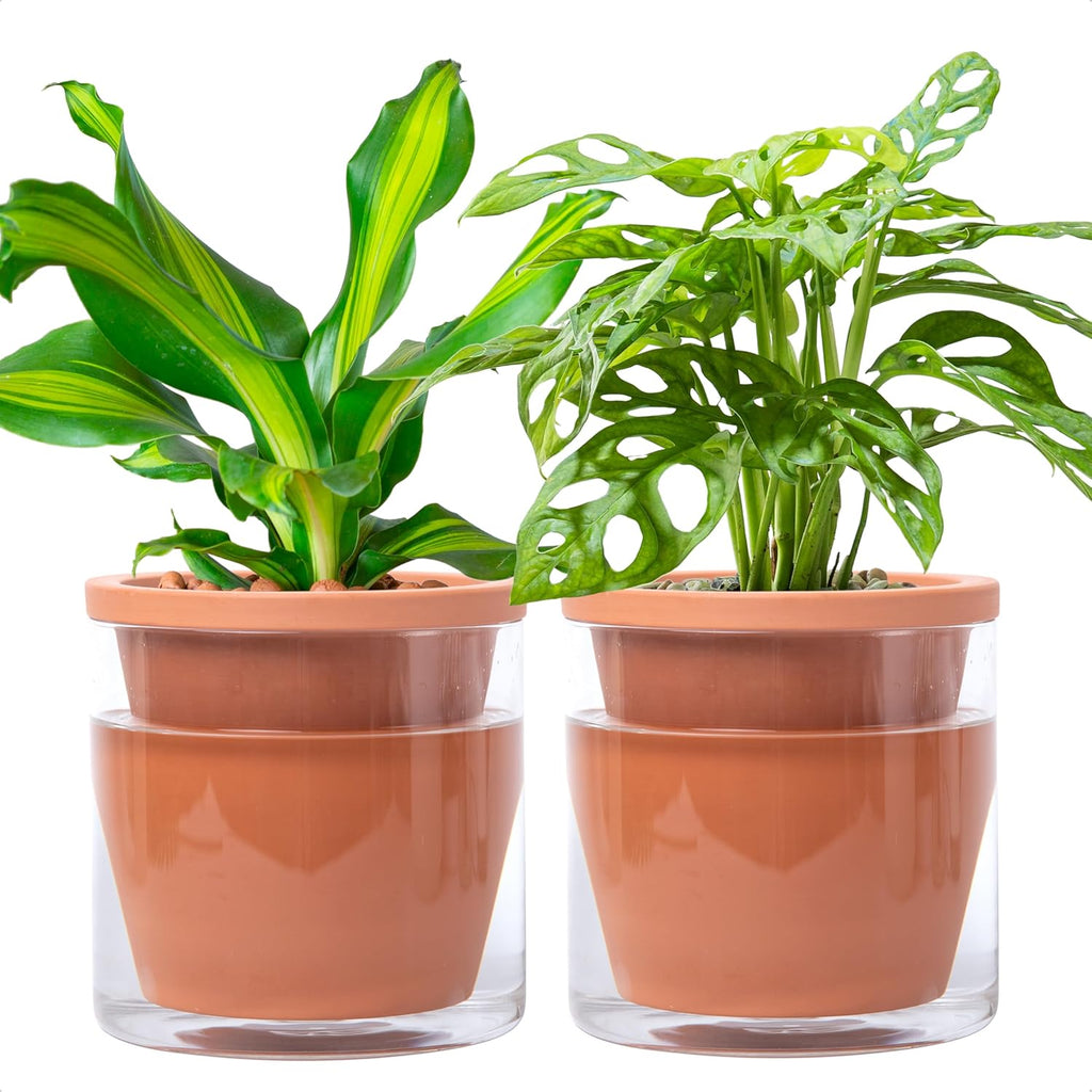 D'vine Dev Self Watering Terracotta Planter Pot, 6 in, 2-Pack, 37-Y-B-1