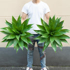 Ttranewsoo 28 Inch Artificial Agave Plants Outdoor Set of 2, Large Faux Succulent Plants for Indoor Home Decor, Realistic Fake Agave Greenery for Patio Porch Garden, UV Resistant Plants Without Pot
