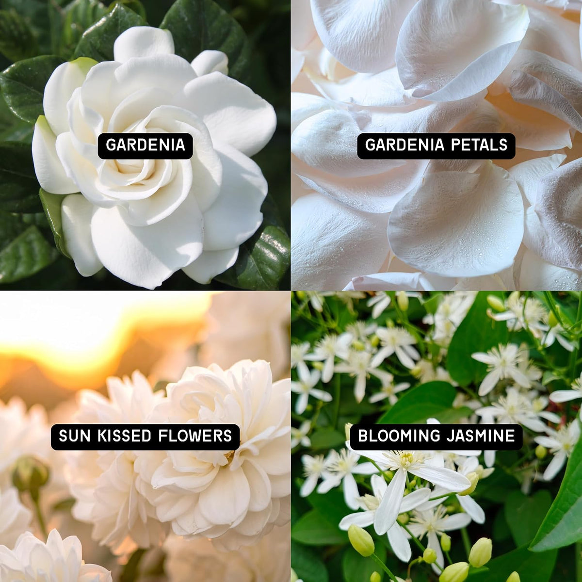 DW Home Fresh Cut Gardenia Scented Candle, 9 oz, Hand-Poured Single Wick Jar, Up to 33-Hour Burn Time, Gardenia and Jasmine Floral Fragrance for Relaxation and Gifting