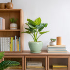 Ceramic Plant Pots 6 Inch, Ceramic Planter with Drainage, Green