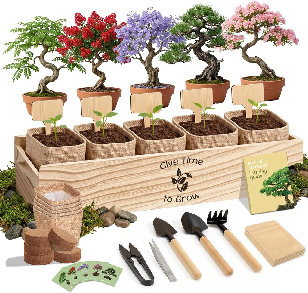 Bonsai Tree Starter Kit for Beginners 5 Unique Indoor Plants