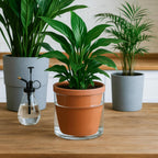 D'vine Dev Self Watering Terracotta Planter Pot, 6 in, 2-Pack, 37-Y-B-1