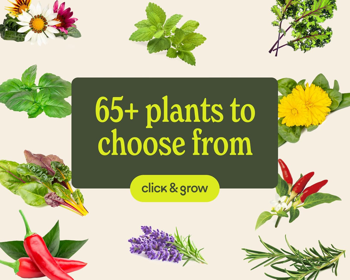 Click & Grow Smart Garden 3 Indoor Herb Garden Kit with Grow Light, Sage