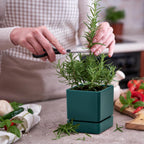 D'vine Dev 4-Pack Plastic Herb Planter Pots, 4 in, Green, 76-Y-C-1
