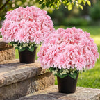 2 Pack 18'' Pink Dahlia Artificial Flowers Potted