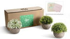 Opps Artificial Plastic Mini Plants Unique Fake Fresh Green Grass Flower in Gray Pot for Home Décor – Set of 3