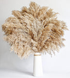 60 PCS Boho Decor, Fluffy Pompas Grass, Natural Dry Pampas Grass Small, Short Pampass Bulk for Boho Room Decor, Coffee Table Decor (17 inch )