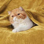 Bedsure GentleSoft Bedding Fleece Blanket - Image 7