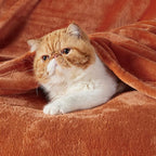 Bedsure GentleSoft Bedding Fleece Blanket - Image 6
