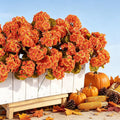 Artificial Fall Flowers Geraniums for Outdoors Front Porch Decor